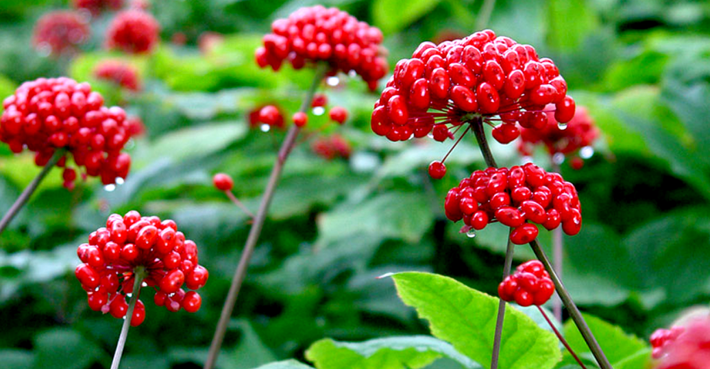 Τζίνσενγκ για μεγέθυνση πέους